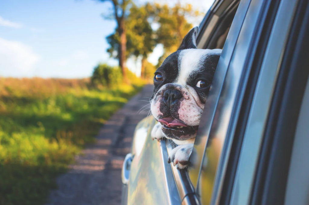 How to Keep Your Dog Comfy on a Road Trip